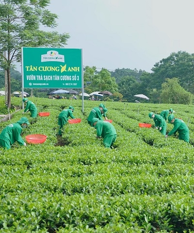 Tân Cương Xanh Group